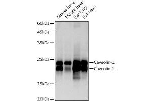 Western blot analysis of extracts of various cell lines, using Caveolin-1 antibody (ABIN7266154) at 1:1000 dilution. (Caveolin-1 抗体)