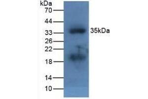 Detection of APOA5 in Fetal Mouse using Polyclonal Antibody to Apolipoprotein A5 (APOA5) (APOA5 抗体  (AA 21-210))