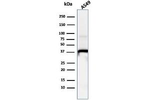Western Blot Analysis of A549 cell lysate usingAnnexin A1 Mouse Monoclonal Antibody (ANXA1/1671). (Annexin a1 抗体)