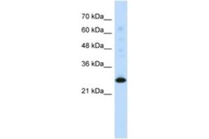 Western Blotting (WB) image for anti-Myogenic Factor 6 (MYF6) antibody (ABIN2460380) (MYF6 抗体)