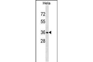 Western blot analysis in Hela cell line lysates (35ug/lane). (RNF34 抗体  (C-Term))