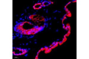 Immunofluorescence (Paraffin-embedded Sections) (IF (p)) image for anti-Annexin A8 (ANXA8) antibody (ABIN7073071)