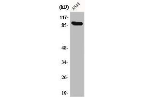 Western Blot analysis of A549 cells using Cadherin-16 Polyclonal Antibody (Cadherin-16 抗体  (C-Term))