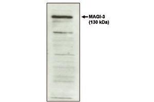 Image no. 1 for anti-Presequence Translocase-Associated Motor 16 Homolog (PAM16) antibody (ABIN298545) (MAGMAS 抗体)