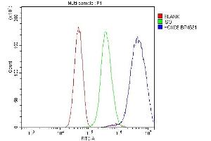 Flow Cytometry analysis of U251 cells using anti-HOXC8 antibody (ABIN7600248).