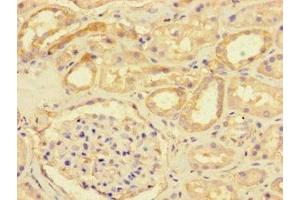 Immunohistochemistry of paraffin-embedded human kidney tissue using ABIN7149746 at dilution of 1:100 (DSE 抗体  (AA 23-270))