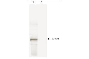 Western blot of GFP recombinant protein detected with ABIN116749. (GFP 抗体)