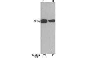 Lane 1-2: CBP tag fusion protein expressed in E. (CBP Tag 抗体)