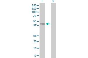 Western Blot analysis of TWF2 expression in transfected 293T cell line by TWF2 MaxPab polyclonal antibody. (TWF2 抗体  (AA 1-349))