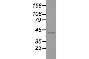Western blot analysis of 35 µg of cell extracts from human Liver carcinoma (HepG2) cells using anti-USP38 antibody. (USP38 抗体)