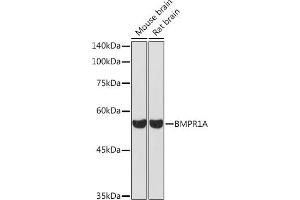 Western blot analysis of extracts of various cell lines, using BMPR1A Rabbit pAb (ABIN3022599, ABIN3022600, ABIN3022601 and ABIN6218934) at 1:1000 dilution. (BMPR1A 抗体  (AA 24-200))
