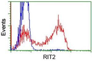 HEK293T cells transfected with either RC205367 overexpress plasmid (Red) or empty vector control plasmid (Blue) were immunostained by anti-RIT2 antibody (ABIN2453598), and then analyzed by flow cytometry. (RIT2 抗体)