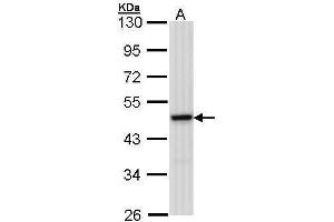 WB Image Sample (30 ug of whole cell lysate) A: 293T 10% SDS PAGE antibody diluted at 1:1000 (MEK1 抗体)