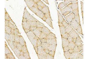 C13orf18 Antibody at 1/100 staining rat muscle tissue by IHC-P. (C13orf18 抗体  (N-Term))
