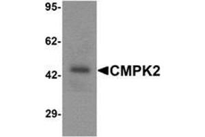 Western blot analysis of CMPK2 in rat lung tissue lysate with CMPK2 Antibody  at 1 ug/mL