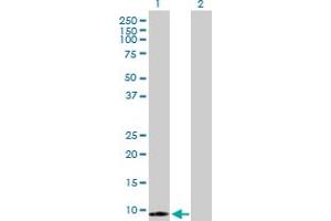 Western Blot analysis of S100A7 expression in transfected 293T cell line by S100A7 MaxPab polyclonal antibody. (S100A7 抗体  (AA 1-101))