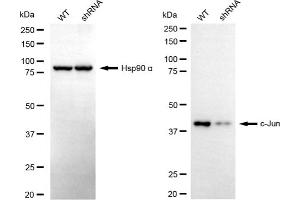 Western blotting analysis using c-Jun antibody (ABIN7799145).