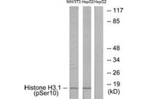 Western blot analysis of extracts from NIH/3T3 cells and HepG2 cells, using Histone H3. (Histone H3.1 抗体  (pSer10))