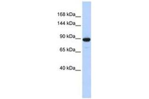 Image no. 1 for anti-phosphodiesterase 3A, cGMP-Inhibited (PDE3A) (AA 360-409) antibody (ABIN6743295) (PDE3A 抗体  (AA 360-409))