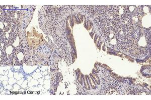 Immunohistochemical analysis of paraffin-embedded rat lung tissue.
