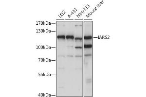 Western blot analysis of extracts of various cell lines, using I antibody (ABIN7268030) at 1:1000 dilution. (IARS2 抗体  (AA 663-1012))