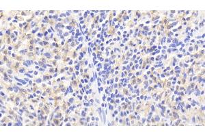 Detection of HO1 in Porcine Spleen Tissue using Polyclonal Antibody to Heme Oxygenase 1 (HO1) (HMOX1 抗体  (AA 61-172))
