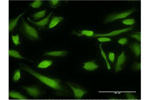 Immunofluorescence (IF) image for anti-X-Linked Inhibitor of Apoptosis (XIAP) (AA 51-150) antibody (ABIN513404)