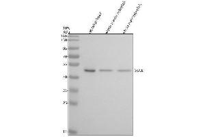 Western blot analysis of SGCE using anti-SGCE antibody (AZQ6DHH1).