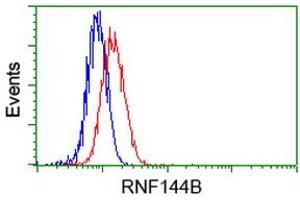 Image no. 2 for anti-Ring Finger Protein 144B (RNF144B) (AA 1-256) antibody (ABIN1490646) (RNF144B 抗体  (AA 1-256))