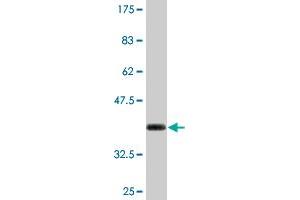 Western Blot detection against Immunogen (36. (S100A7 抗体  (AA 1-101))