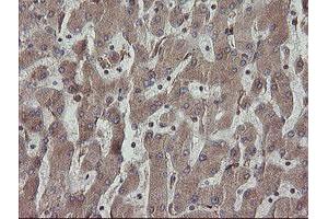 Image no. 2 for anti-Protein Disulfide Isomerase Family A, Member 3 (PDIA3) antibody (ABIN1498107) (PDIA3 抗体)
