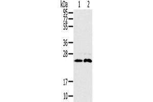 Gel: 10 % SDS-PAGE, Lysate: 40 μg, Lane 1-2: Mouse brain tissue, Raji cells, Primary antibody: ABIN7192090(RAB14 Antibody) at dilution 1/200, Secondary antibody: Goat anti rabbit IgG at 1/8000 dilution, Exposure time: 30 seconds (RAB14 抗体)