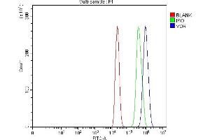Flow Cytometry analysis of C6 cells using anti-Vitamin D Receptor/VDR antibody (ABIN7602940). (Vitamin D Receptor 抗体  (C-Term))