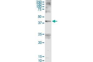 Western Blotting (WB) image for anti-Fas Apoptotic Inhibitory Molecule 3 (FAIM3) (AA 1-390) antibody (ABIN522668)