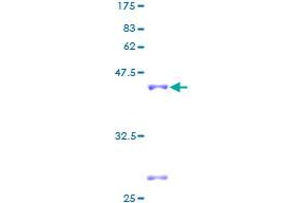 RPL31 Protein (AA 1-125) (GST tag)