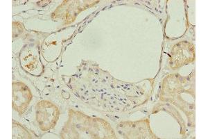 Immunohistochemistry of paraffin-embedded human kidney tissue using ABIN7143985 at dilution of 1:100 (Monoamine Oxidase A 抗体  (AA 1-300))