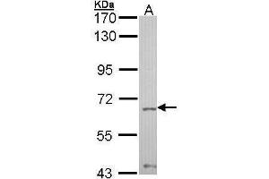Western Blotting (WB) image for anti-Protein tyrosine Phosphatase, Non-Receptor Type 11 (PTPN11) (C-Term) antibody (ABIN2854914)
