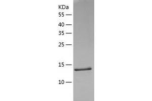 Western Blotting (WB) image for TAF10 RNA Polymerase II, TATA Box Binding Protein (TBP)-Associated Factor, 30kDa (TAF10) (AA 84-218) protein (His tag) (ABIN7125312) (TAF10 Protein (AA 84-218) (His tag))