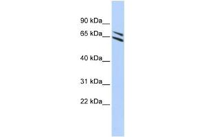WB Suggested Anti-FMO4 Antibody Titration:  0.