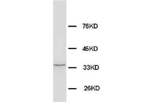 Anti-Morg1 antibody, Western blotting WB: Rat Brain Tissue Lysate (MORG1 抗体  (N-Term))
