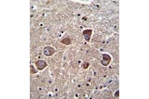 Formalin fixed and paraffin embedded human brain tissue reacted with PPAPDC1A Antibody (N-term) followed by peroxidase conjugation of the secondary antibody and DAB staining. (PPAPDC1A 抗体  (N-Term))