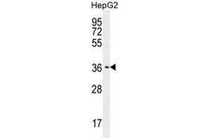 CAF-1 Antibody (N-term) western blot analysis in HepG2 cell line lysates (35µg/lane). (CNOT7 抗体  (N-Term))