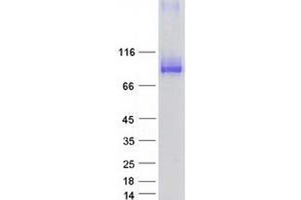 VPS53 Protein (Transcript Variant 1) (Myc-DYKDDDDK Tag)