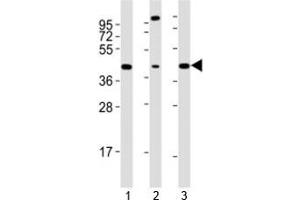 Western blot testing of Sox17 antibody at 1:2000 dilution.