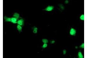 Anti-NDEL1 mouse monoclonal antibody (ABIN2454898) immunofluorescent staining of COS7 cells transiently transfected by pCMV6-ENTRY NDEL1 (RC212323). (NDEL1 抗体)