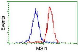 Image no. 2 for anti-Musashi Homolog 1 (Drosophila) (MSI1) antibody (ABIN1499571) (MSI1 抗体)