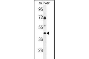 Western blot analysis of B3GNT5 Antibody (Center) (ABIN653601 and ABIN2842966) in mouse liver tissue lysates (35 μg/lane). (B3GNT5 抗体  (AA 118-145))
