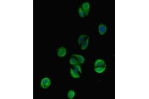 Immunofluorescent analysis of HepG2 cells using ABIN7171802 at dilution of 1:100 and Alexa Fluor 488-congugated AffiniPure Goat Anti-Rabbit IgG(H+L) (TSBP1 (AA 239-476) 抗体)