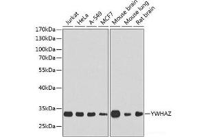 Western blot analysis of extracts of various cell lines using YWHAZ Polyclonal Antibody at dilution of 1:1000. (14-3-3 zeta 抗体)