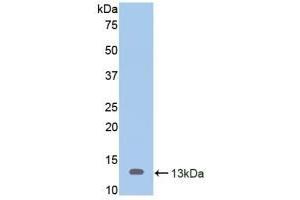 Detection of Recombinant MUC2, Mouse using Polyclonal Antibody to Mucin 2 (MUC2) (MUC2 抗体  (AA 652-735))